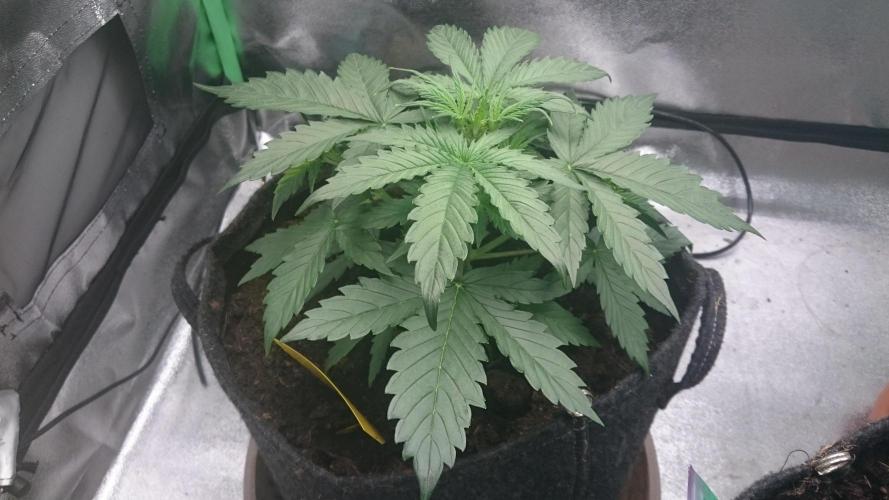 Gorilla Cookies Auto. Week 1