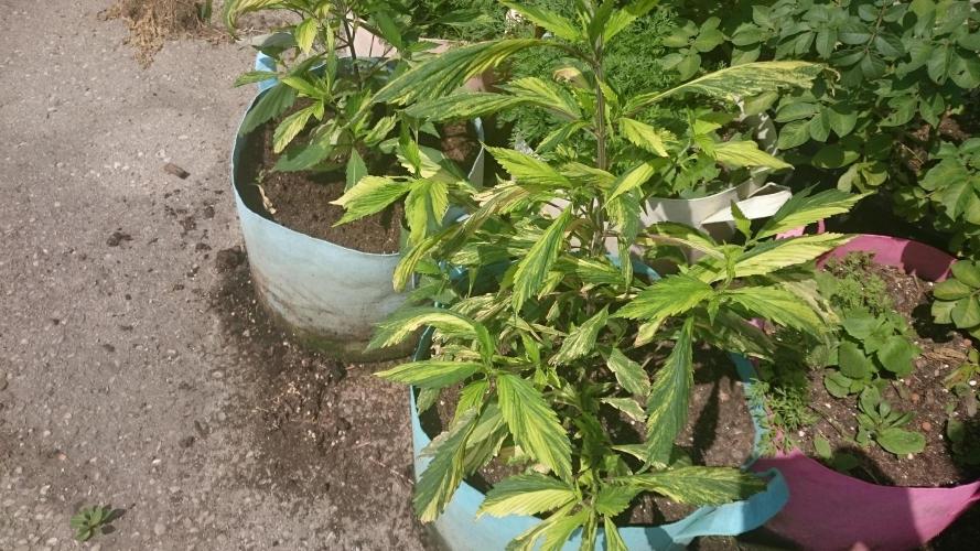 Variegated Delight©. Week 5