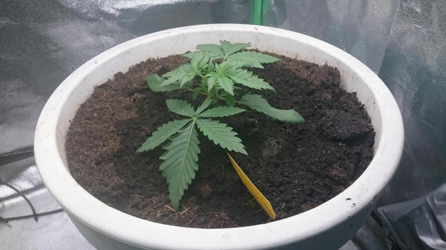 Tropical Swirl. Week 2