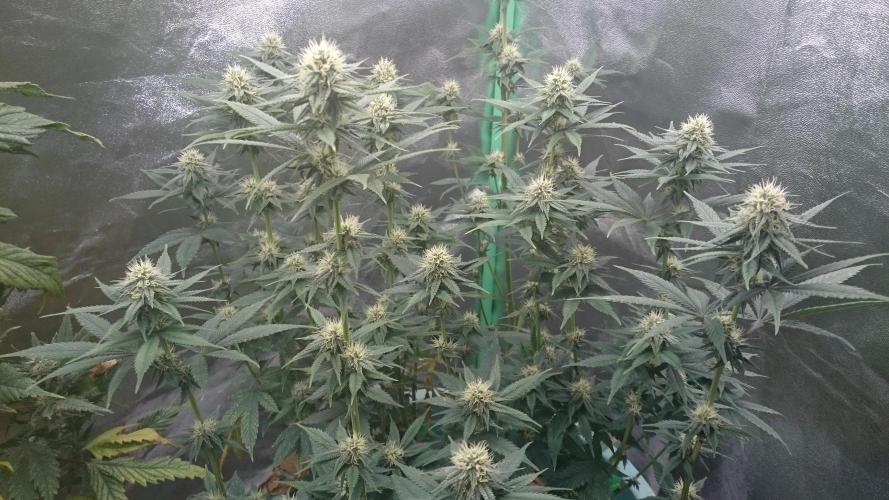 Grandmommy Purple. Week 8