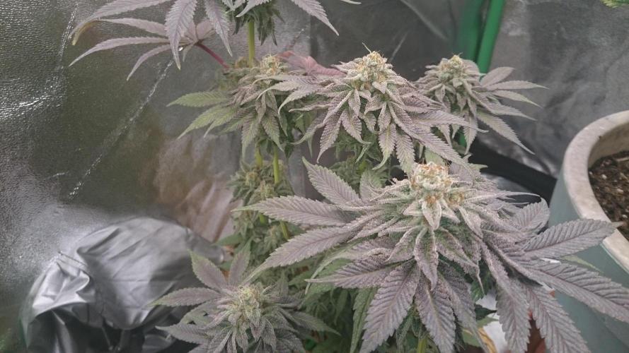 Tropical Mirage. Week 8