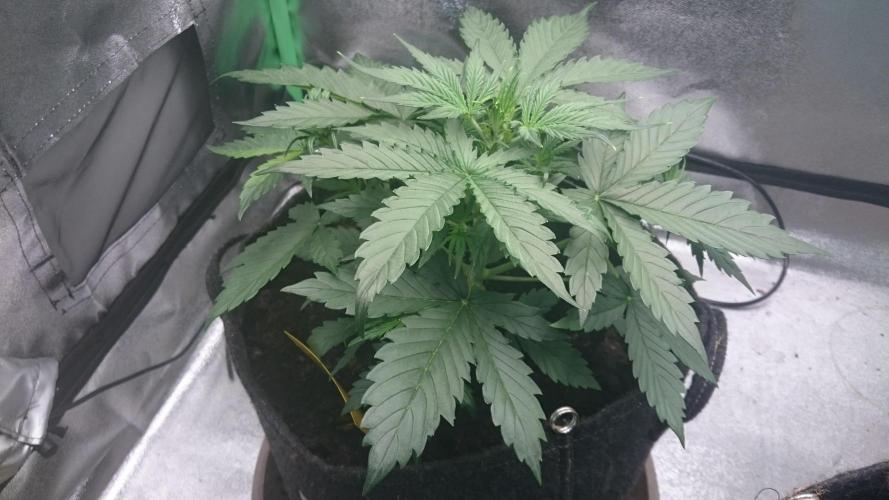 Gorilla Cookies Auto. Week 1