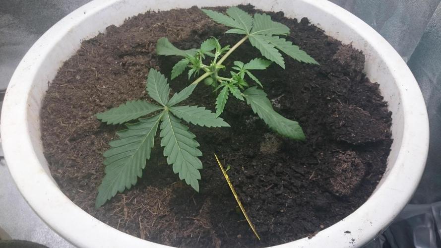 Tropical Swirl. Week 2