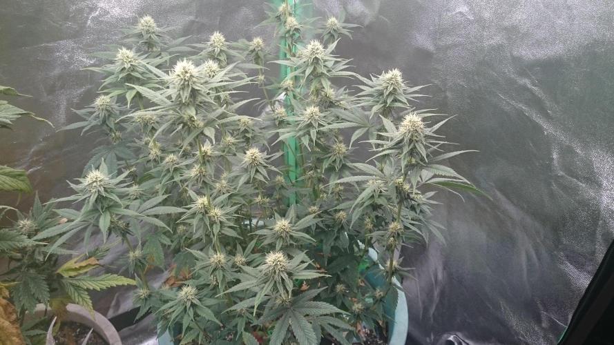 Grandmommy Purple. Week 8