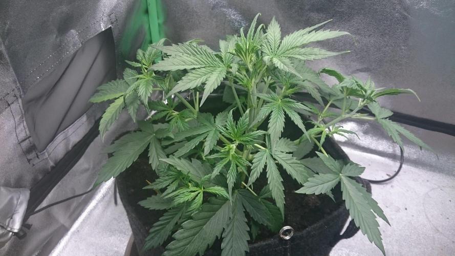 Gorilla Cookies Auto. Week 2