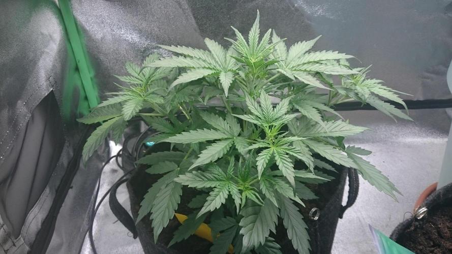 Gorilla Cookies Auto. Week 2