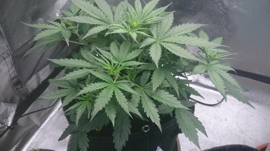 Gorilla Cookies Auto. Week 2