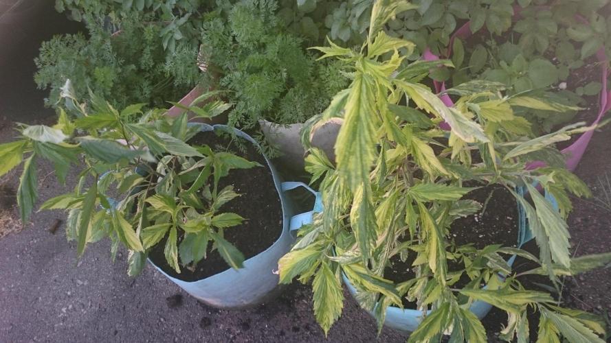 Variegated Delight©. Week 5