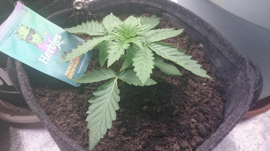 Mimosa Shot. Week 1