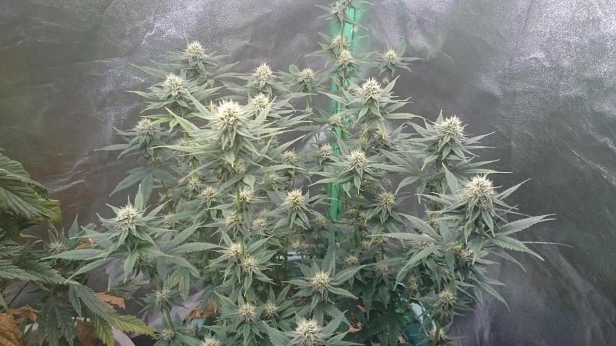 Lady Magyklenia. Week 8 - 89