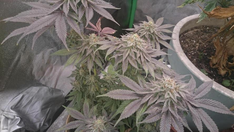 Tropical Mirage. Week 8