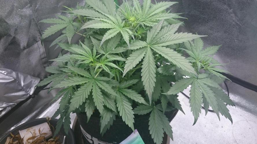 Gorilla Cookies Auto. Week 2