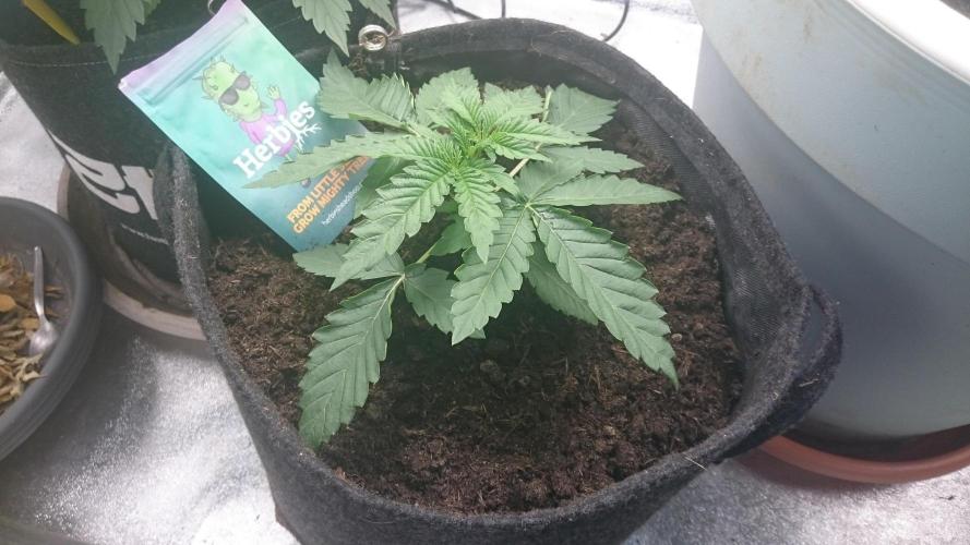 Mimosa Shot. Week 1
