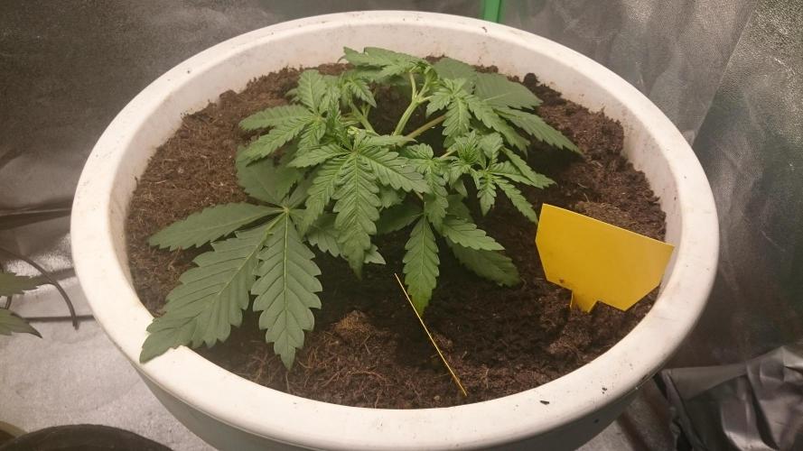 Lady Hidaya. Week 2