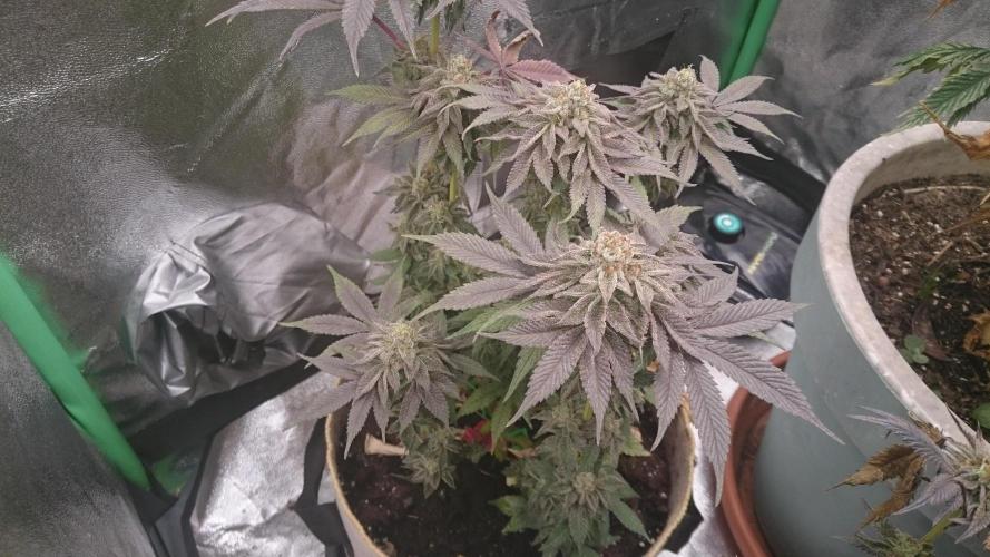 Tropical Mirage. Week 9