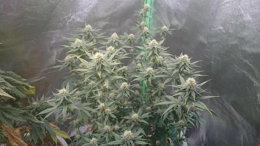 Lady Magyklenia. Week 9 - 90