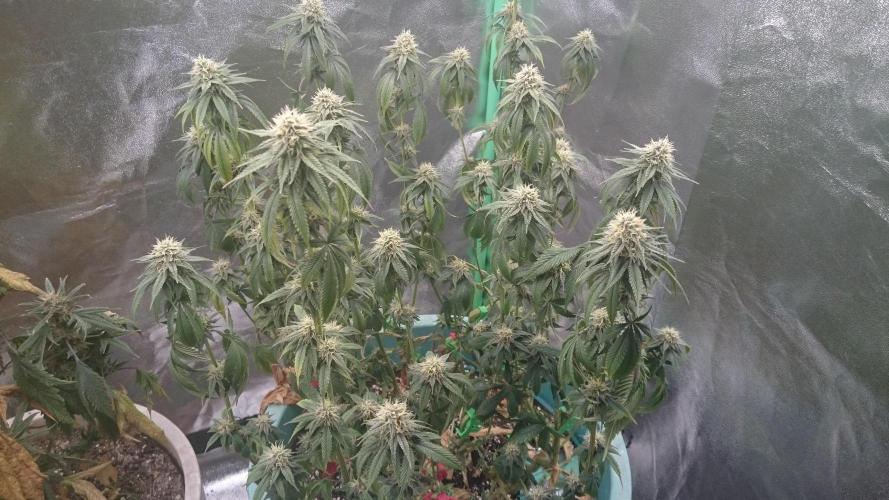 Grandmommy Purple. Week 9
