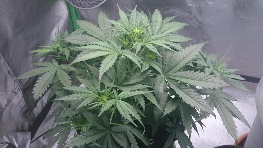 Gorilla Cookies Auto. Week 2