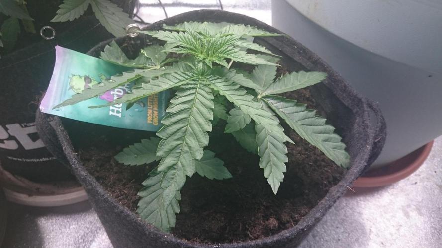 Mimosa Shot. Week 2