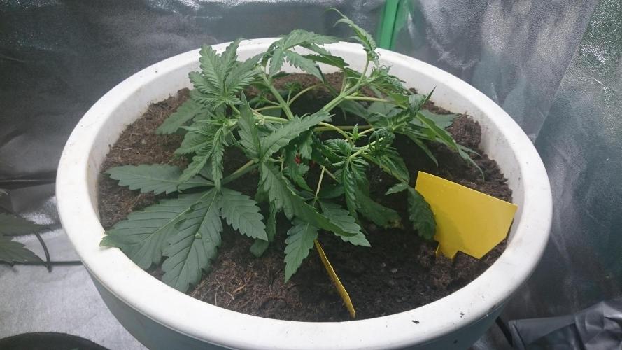 Tropical Swirl. Week 3