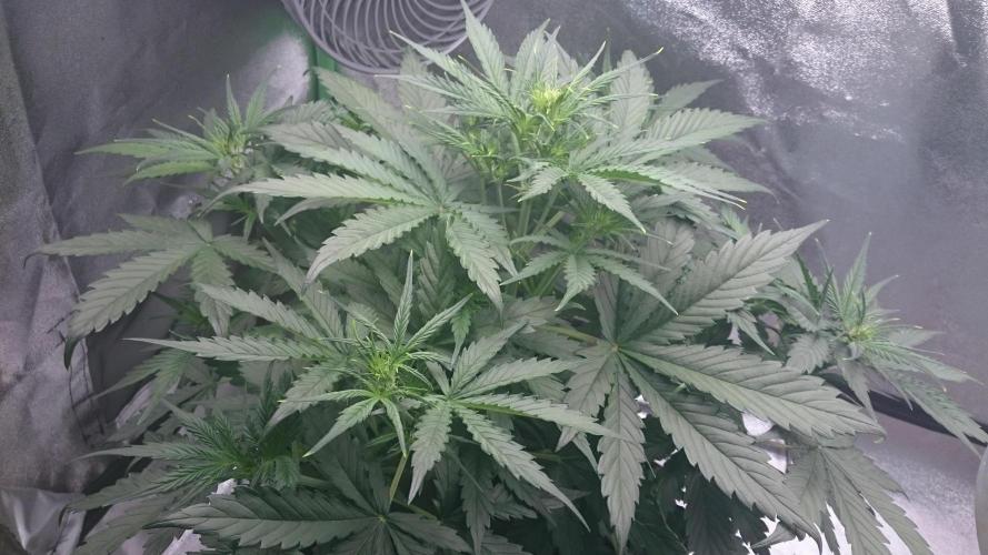 Gorilla Cookies Auto. Week 2