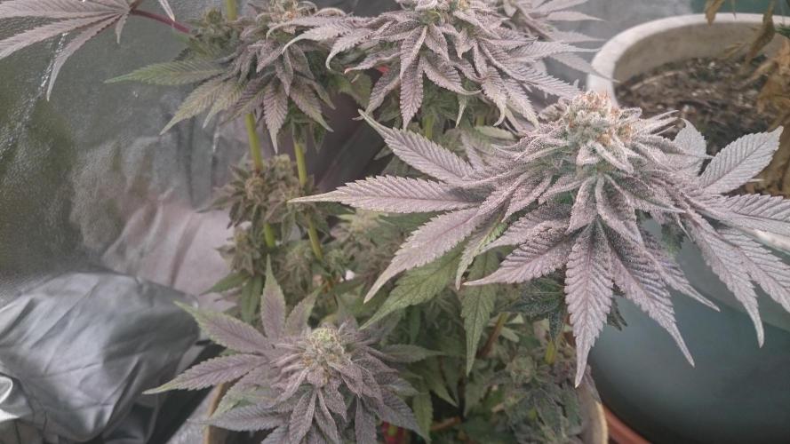 Tropical Mirage. Week 9