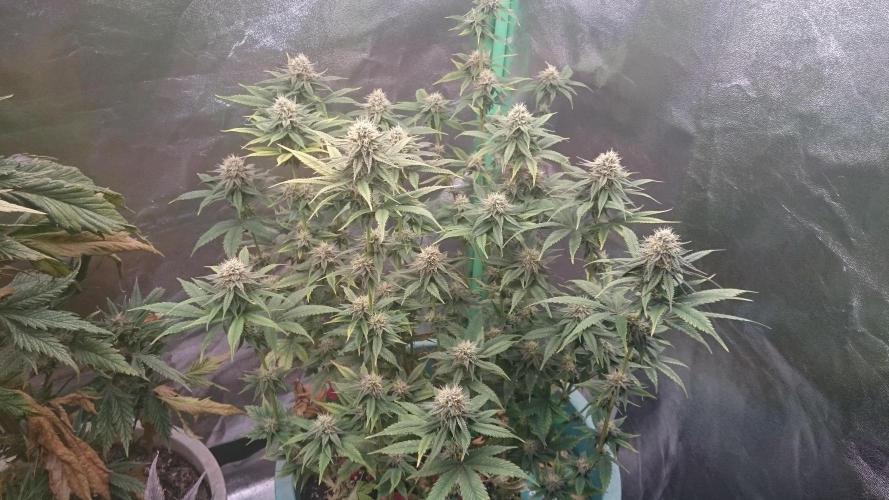 Grandmommy Purple. Week 9