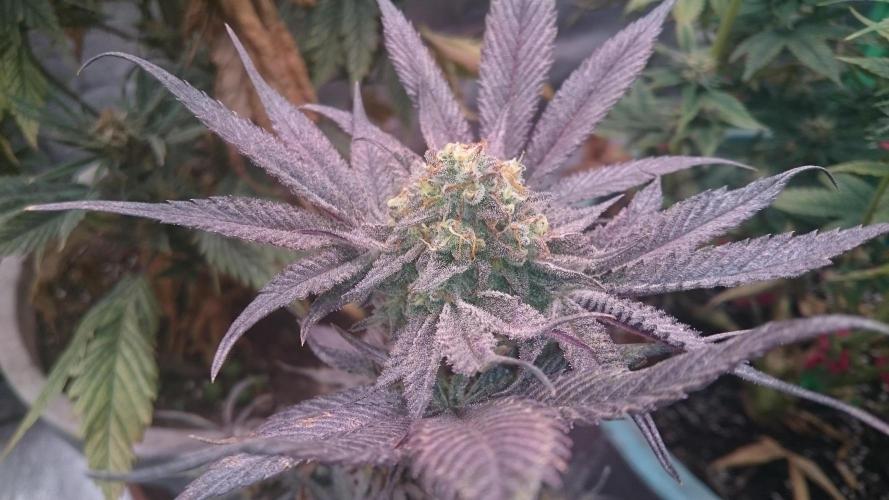 Jaw Breaker. Week 9