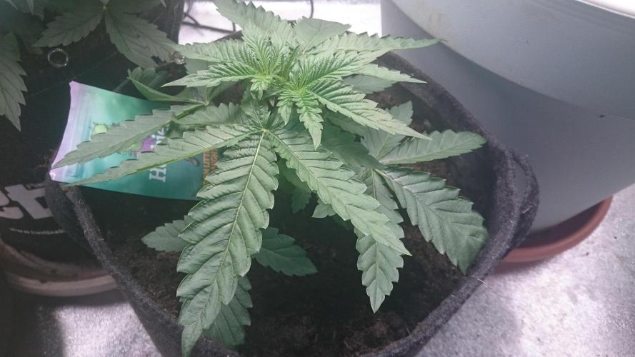 Mimosa Shot. Week 2