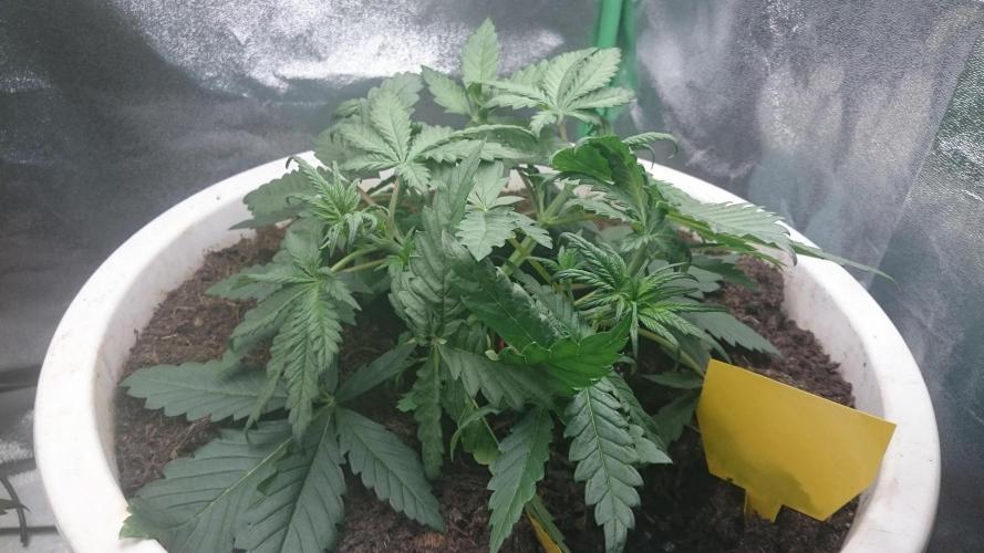Tropical Swirl. Week 3