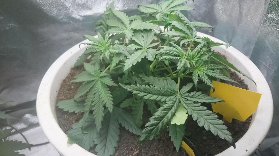 Lady Hidaya. Week 3