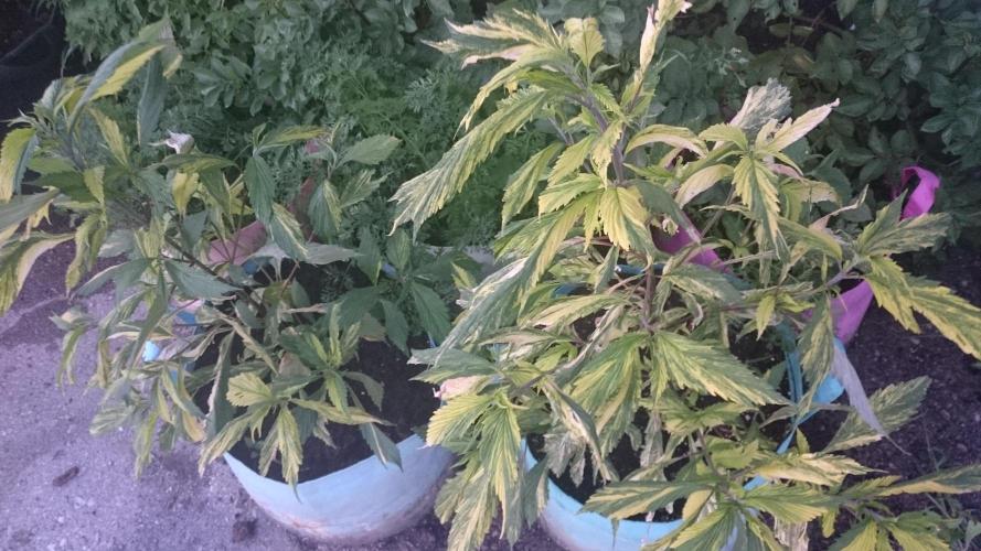 Variegated Delight©. Week 5
