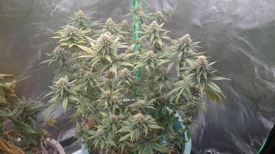 Lady Magyklenia. Week 9 - 95