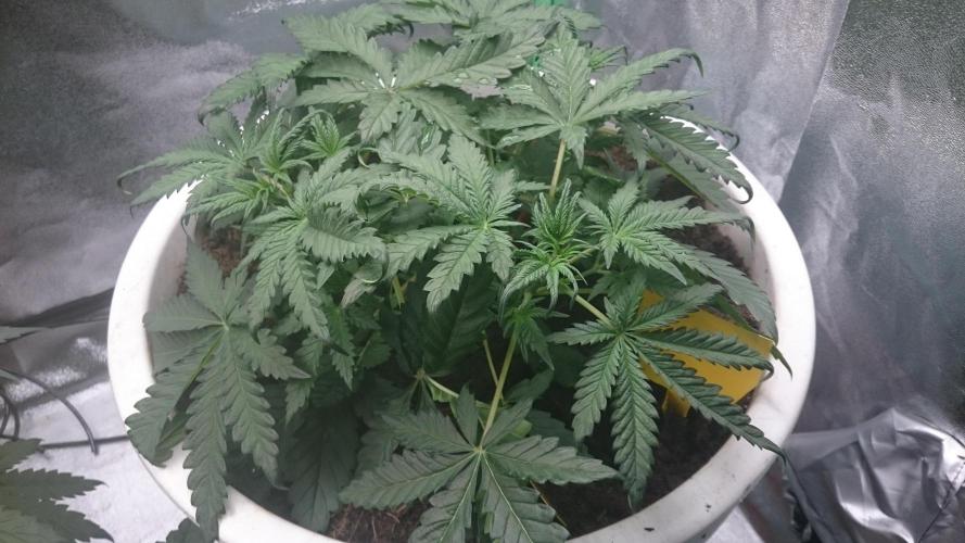 Lady Hidaya. Week 3