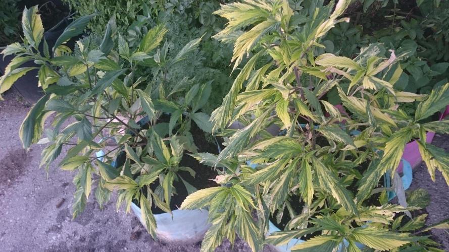 Variegated Delight©. Week 6