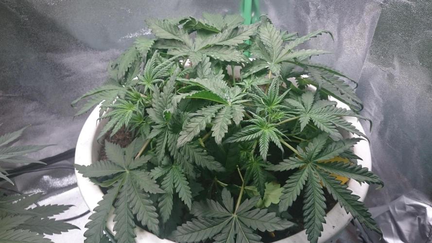 Lady Hidaya. Week 3
