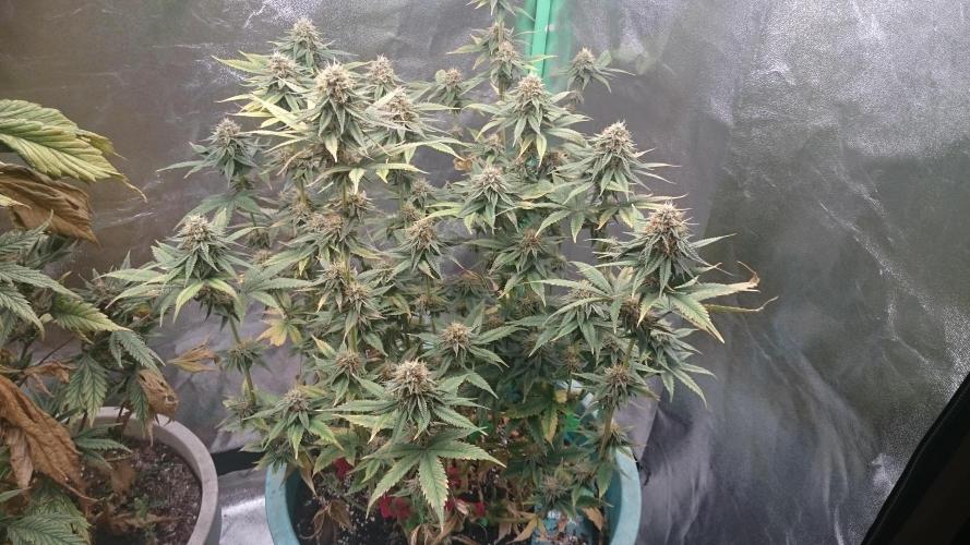 Lady Magyklenia. Week 9 - 97