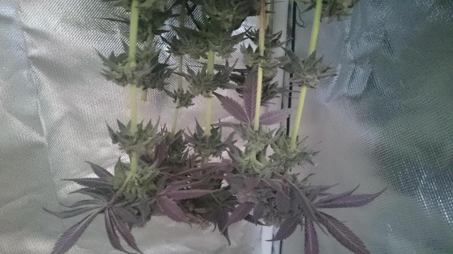 Lady  Mairwen. Week 10