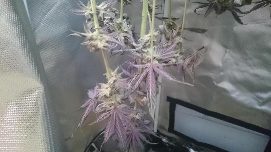 Lady  Eadán. Week 10