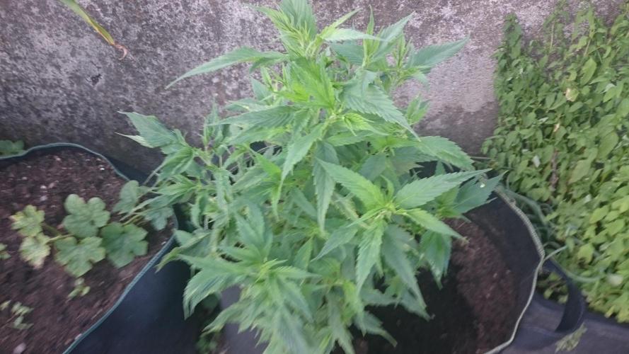 Lady LAdy. Week 9