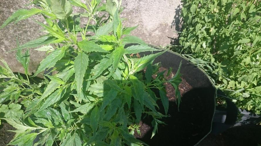 Lady LAdy. Week 9