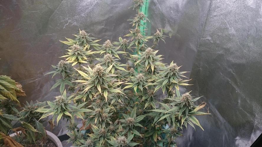 Lady Magyklenia. Week 9 - 99