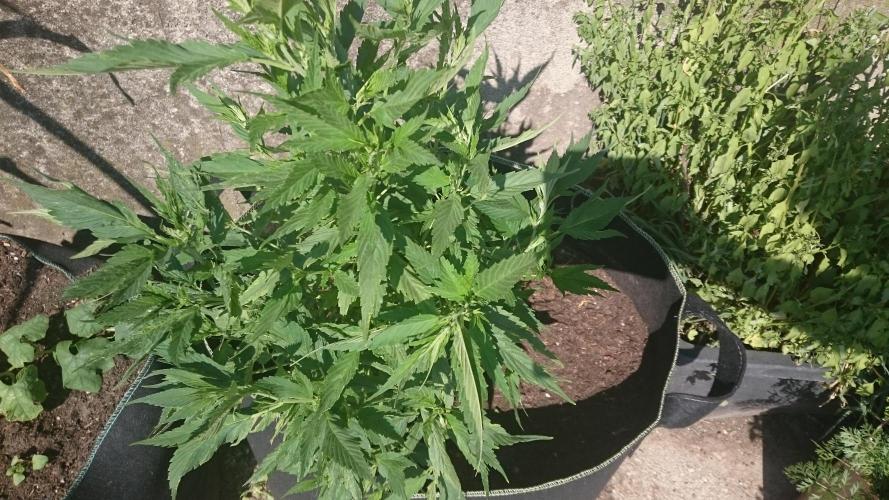 Lady LAdy. Week 9