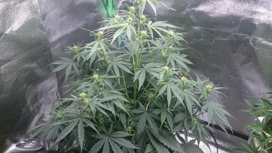Lady Emma. Week 3 - 31