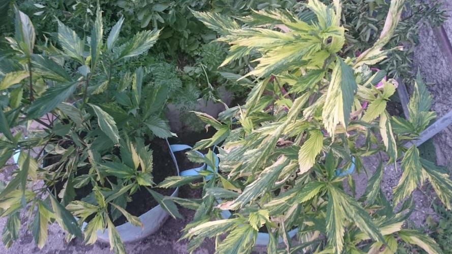 Variegated Delight©. Week 6