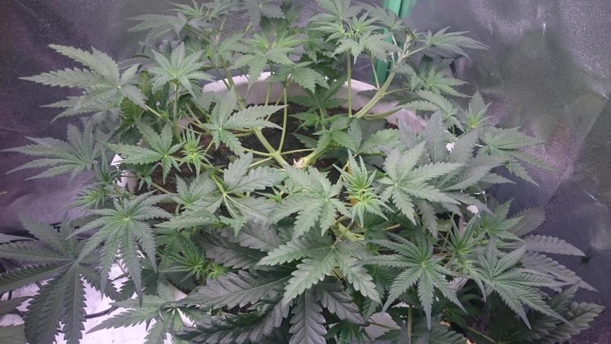 Lady Hidaya. Week 3