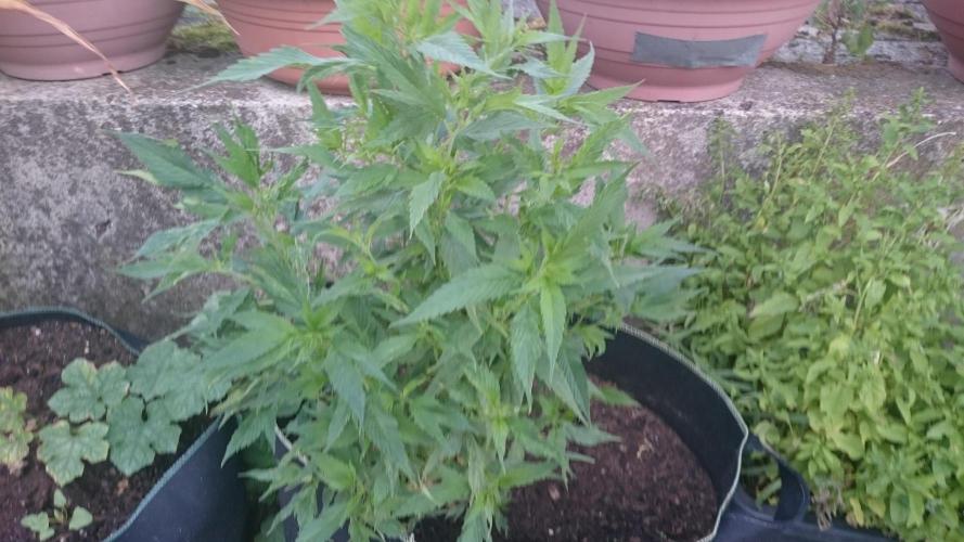 Lady LAdy. Week 9