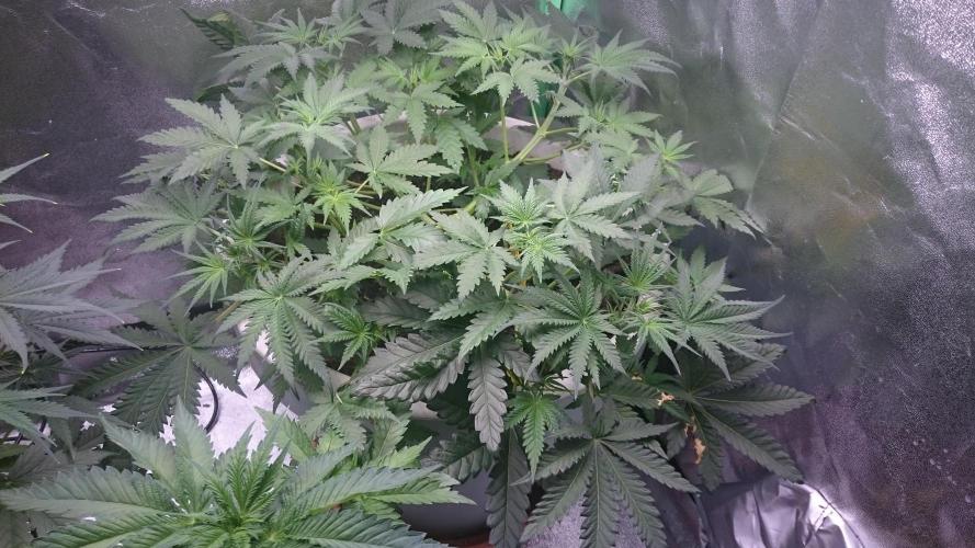 Lady Hidaya. Week 3