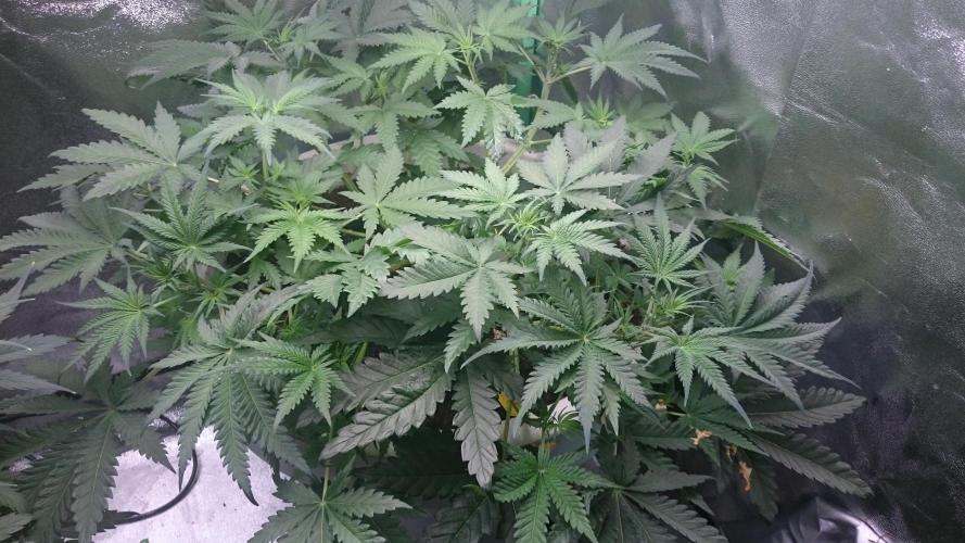 Mimosa Shot. Week 16