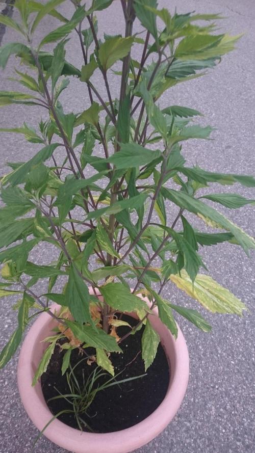 Variegated Delight©. Week 6